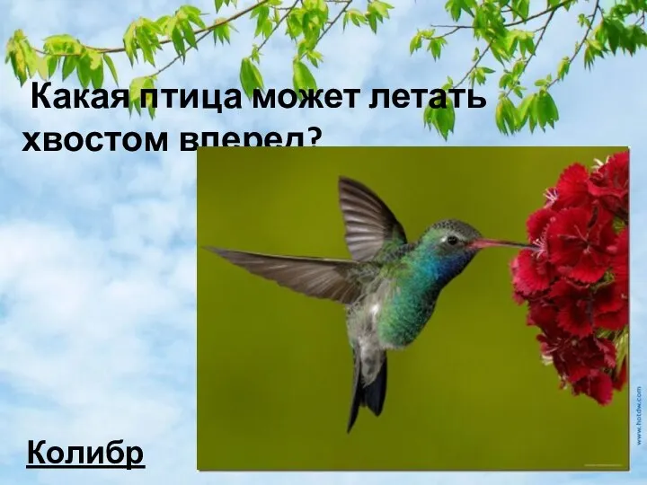 Какая птица может летать хвостом вперед? Колибри