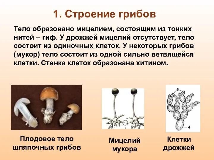 Тело образовано мицелием, состоящим из тонких нитей – гиф. У дрожжей