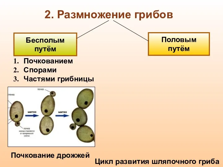 Бесполым путём Половым путём Почкованием Спорами Частями грибницы Почкование дрожжей Цикл