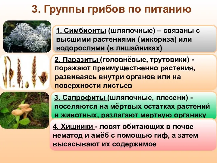 3. Группы грибов по питанию 3. Сапрофиты (шляпочные, плесени) - поселяются