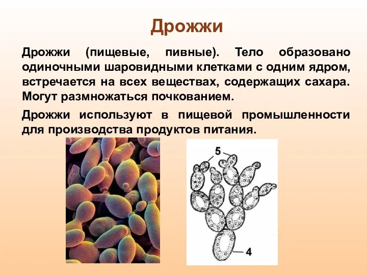 Дрожжи Дрожжи (пищевые, пивные). Тело образовано одиночными шаровидными клетками с одним