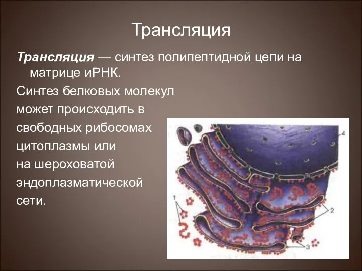 Трансляция Трансляция — синтез полипептидной цепи на матрице иРНК. Синтез белковых