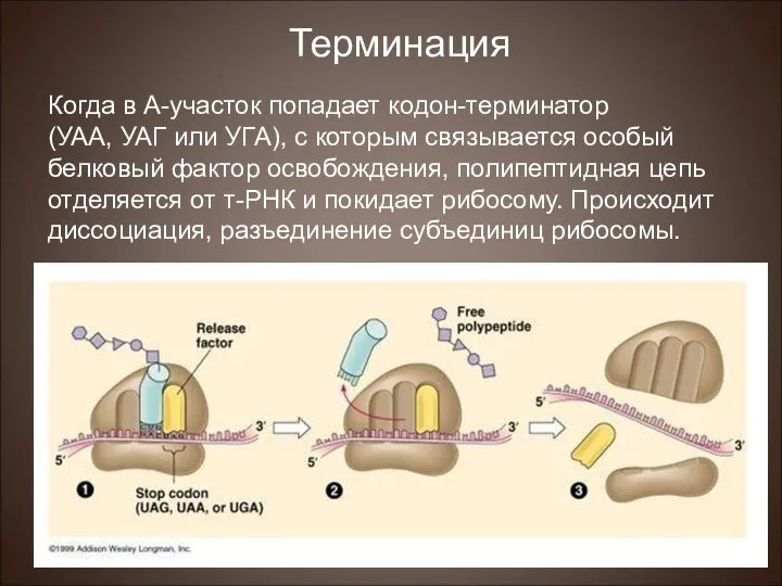 Когда в А-участок попадает кодон-терминатор (УАА, УАГ или УГА), с которым