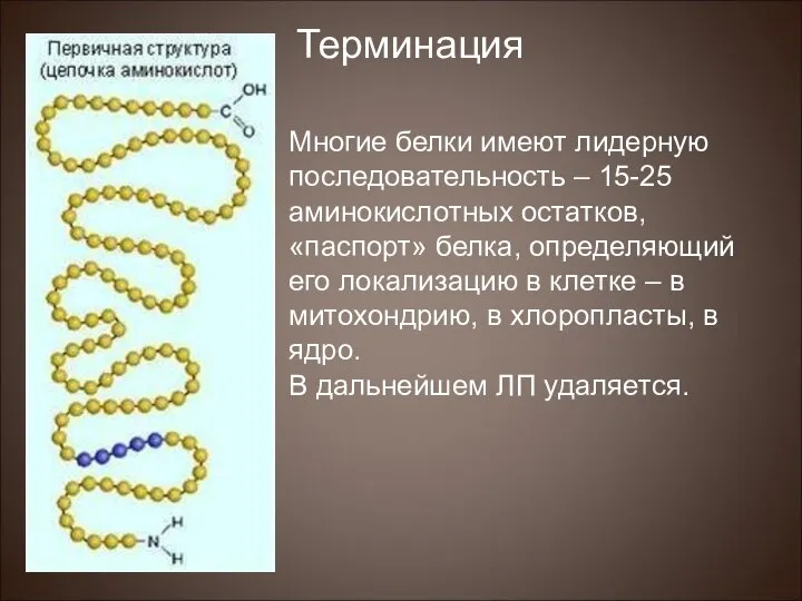 Многие белки имеют лидерную последовательность – 15-25 аминокислотных остатков, «паспорт» белка,