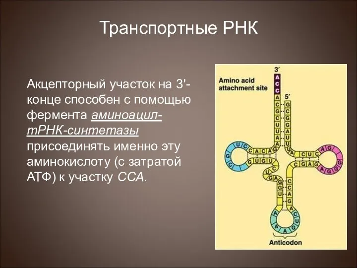 Транспортные РНК Акцепторный участок на 3'-конце способен с помощью фермента аминоацил-тРНК-синтетазы