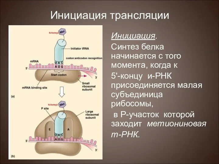 Инициация трансляции Инициация. Синтез белка начинается с того момента, когда к