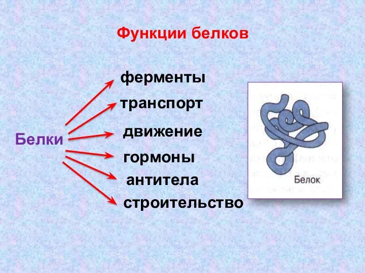 Функции белков Белки ферменты транспорт движение гормоны антитела строительство