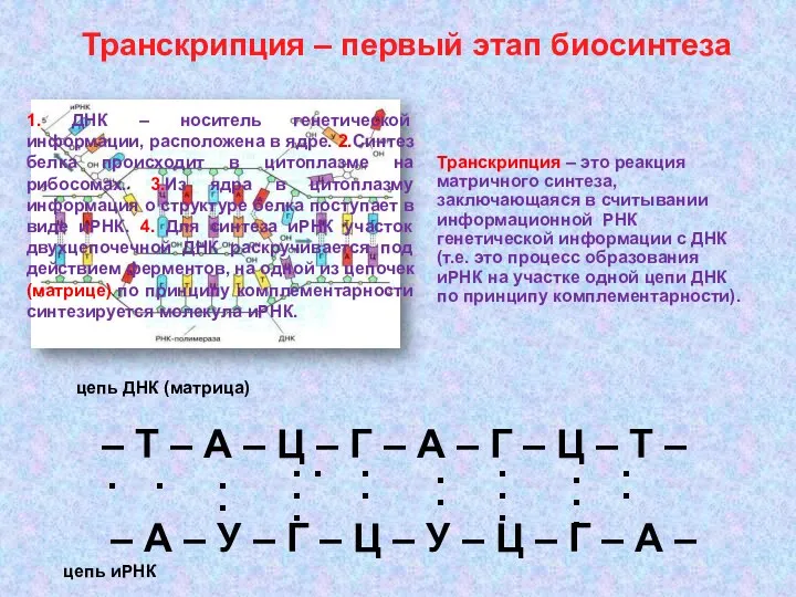 Транскрипция – первый этап биосинтеза – Т – А – Ц