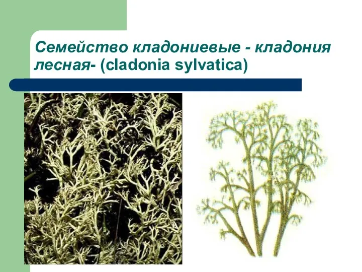 Семейство кладониевые - кладония лесная- (cladonia sylvatica)