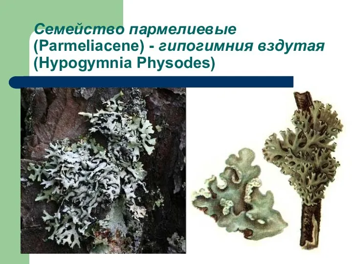 Семейство пармелиевые (Parmeliacene) - гипогимния вздутая (Hypogymnia Physodes)