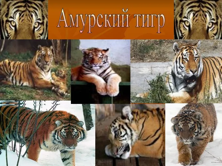 Амурский тигр