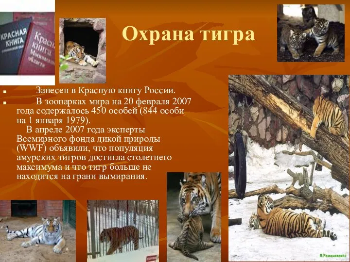Охрана тигра Занесен в Красную книгу России. В зоопарках мира на