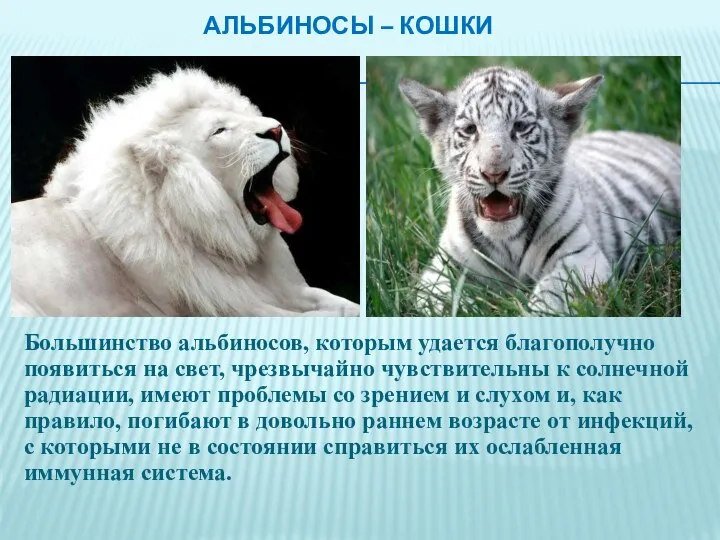 АЛЬБИНОСЫ – КОШКИ Большинство альбиносов, которым удается благополучно появиться на свет,