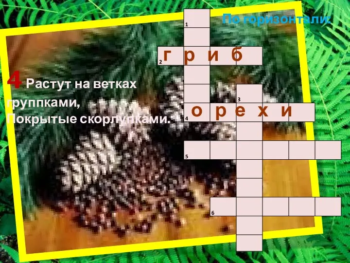 По горизонтали: 4. Растут на ветках группками, Покрытые скорлупками. г р