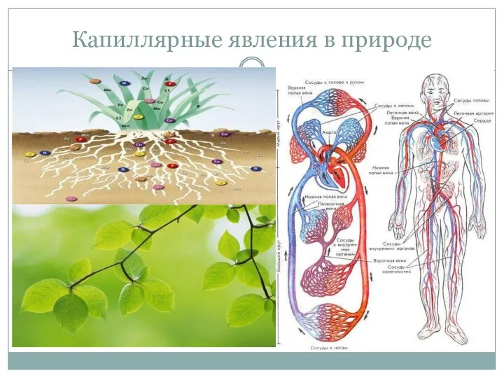 Капиллярные явления в природе