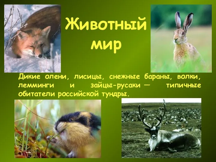 Животный мир Дикие олени, лисицы, снежные бараны, волки, лемминги и зайцы-русаки — типичные обитатели российской тундры.