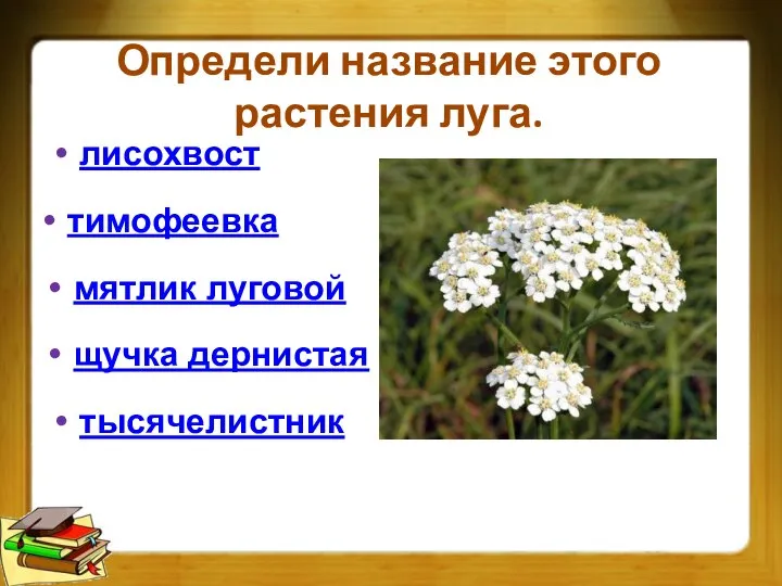 Определи название этого растения луга. лисохвост тимофеевка мятлик луговой щучка дернистая тысячелистник