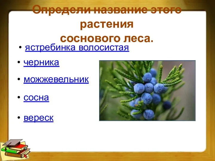 Определи название этого растения соснового леса. черника ястребинка волосистая можжевельник сосна вереск