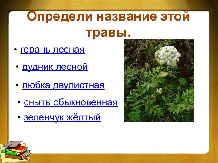 Определи название этой травы. герань лесная дудник лесной любка двулистная сныть обыкновенная зеленчук жёлтый