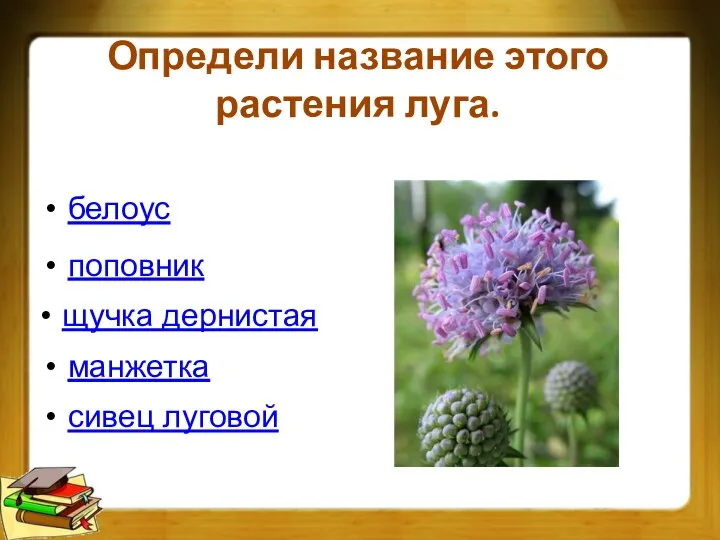 Определи название этого растения луга. щучка дернистая белоус манжетка сивец луговой поповник