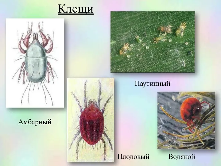 Клещи Амбарный Паутинный Плодовый Водяной