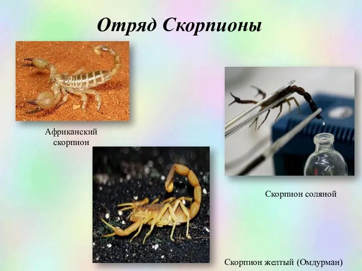 Африканский скорпион Отряд Скорпионы Скорпион соляной Скорпион желтый (Омдурман)