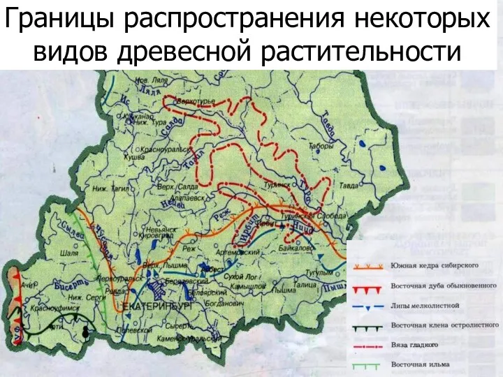 Границы распространения некоторых видов древесной растительности