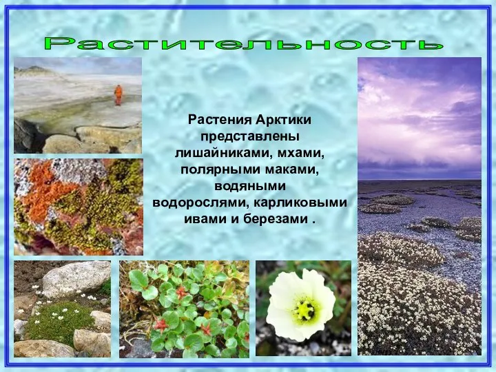 Растительность Растения Арктики представлены лишайниками, мхами, полярными маками, водяными водорослями, карликовыми ивами и березами .
