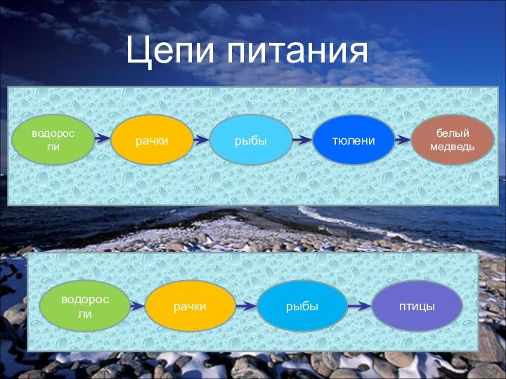 рыбы тюлени рачки водоросли белый медведь водоросли рачки рыбы птицы Цепи питания