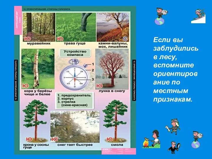 Если вы заблудились в лесу, вспомните ориентирование по местным признакам.