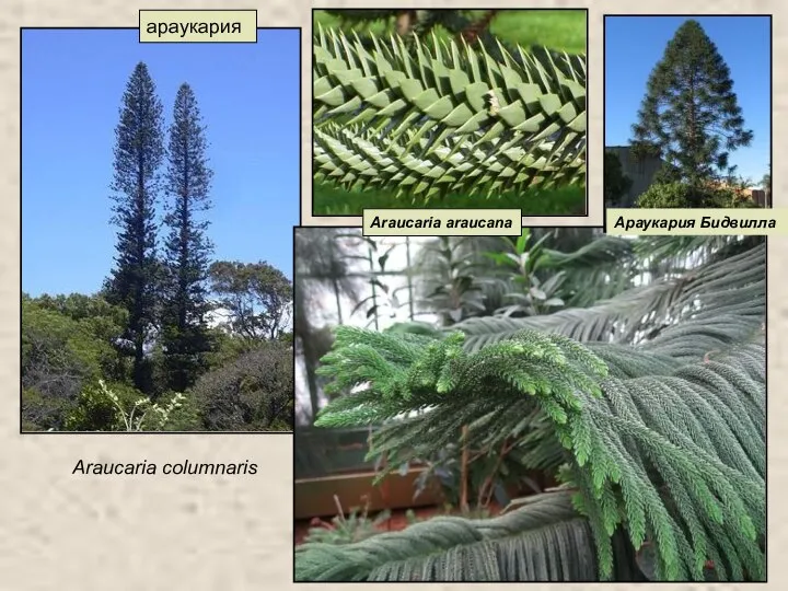 араукария Araucaria columnaris Араукария Бидвилла Araucaria araucana