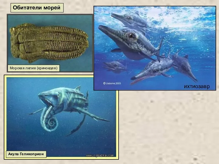 Акула Геликоприон Обитатели морей Морская лилия (криноидея) ихтиозавр