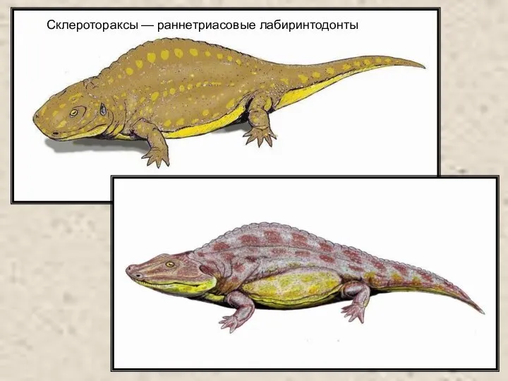 Склеротораксы — раннетриасовые лабиринтодонты