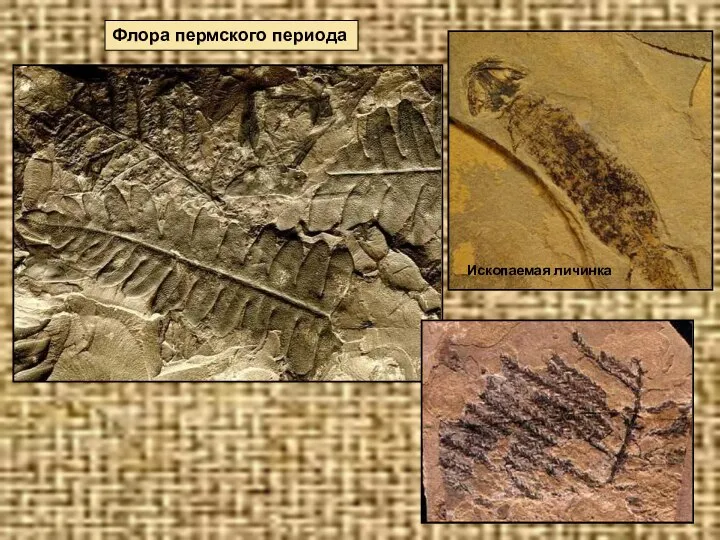 Флора пермского периода Ископаемая личинка