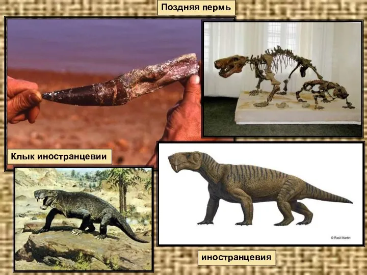 Поздняя пермь Клык иностранцевии иностранцевия