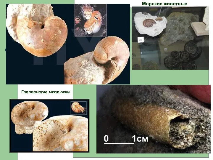 Морские животные Головоногие моллюски