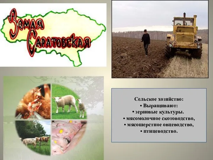 Сельское хозяйство: • Выращивают: зерновые культуры. • мясомолочное скотоводство, • мясошерстное овцеводство, • птицеводство.
