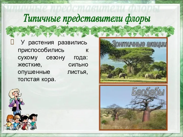 У растения развились приспособились к сухому сезону года: жесткие, сильно опушенные