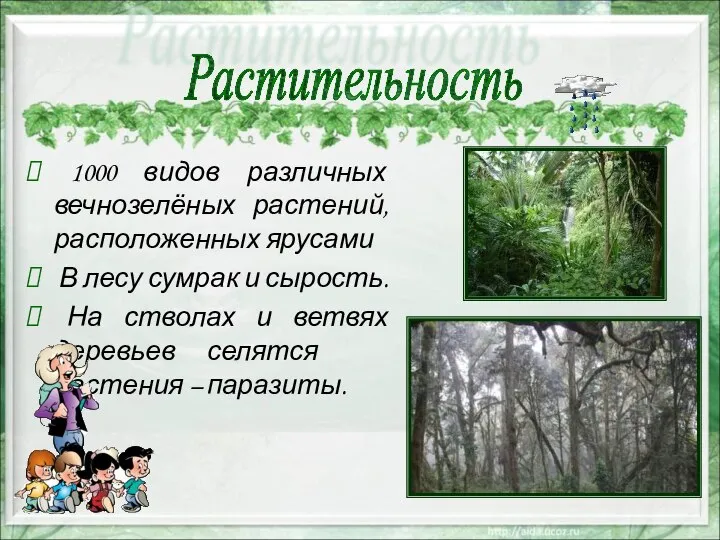 1000 видов различных вечнозелёных растений, расположенных ярусами В лесу сумрак и