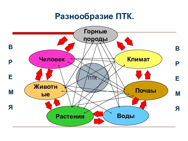 Разнообразие ПТК. ПТК Климат Воды Растения Животные Горные породы Почвы Человек