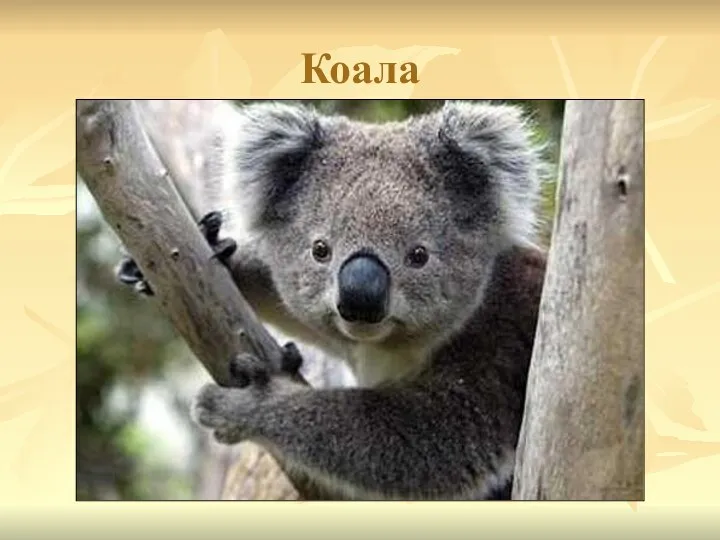 Коала