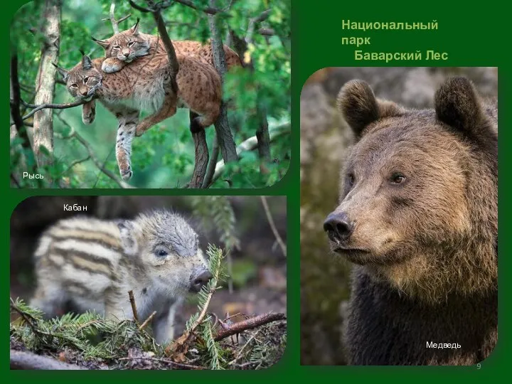 Национальный парк Баварский Лес Рысь Кабан Медведь