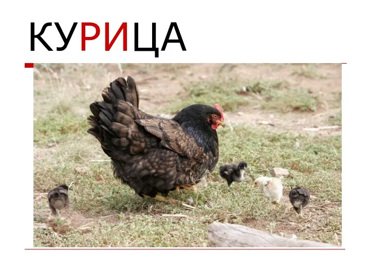 КУРИЦА