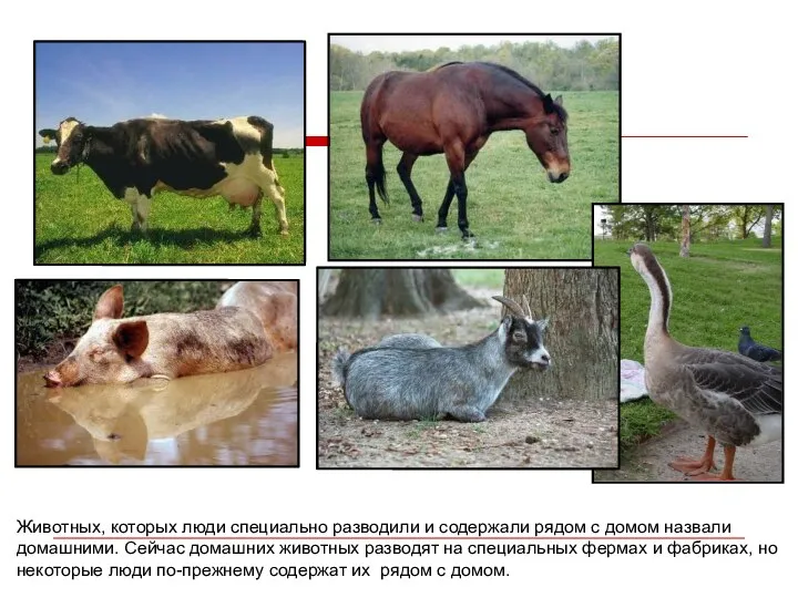 Животных, которых люди специально разводили и содержали рядом с домом назвали