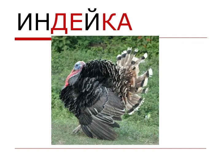 ИНДЕЙКА