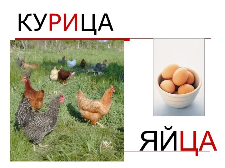 КУРИЦА ЯЙЦА