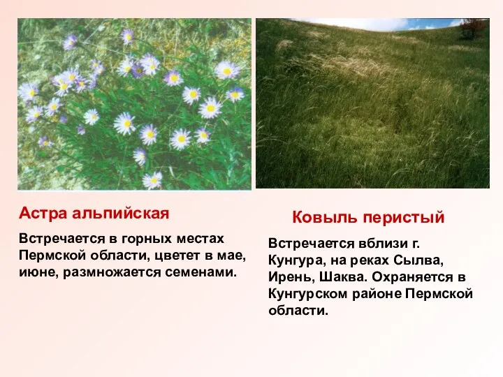 Астра альпийская Встречается в горных местах Пермской области, цветет в мае,
