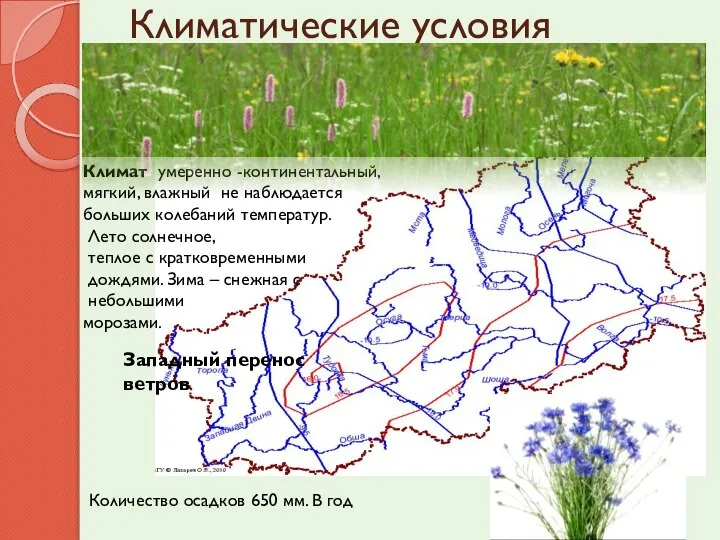 Климатические условия Климат умеренно -континентальный, мягкий, влажный не наблюдается больших колебаний