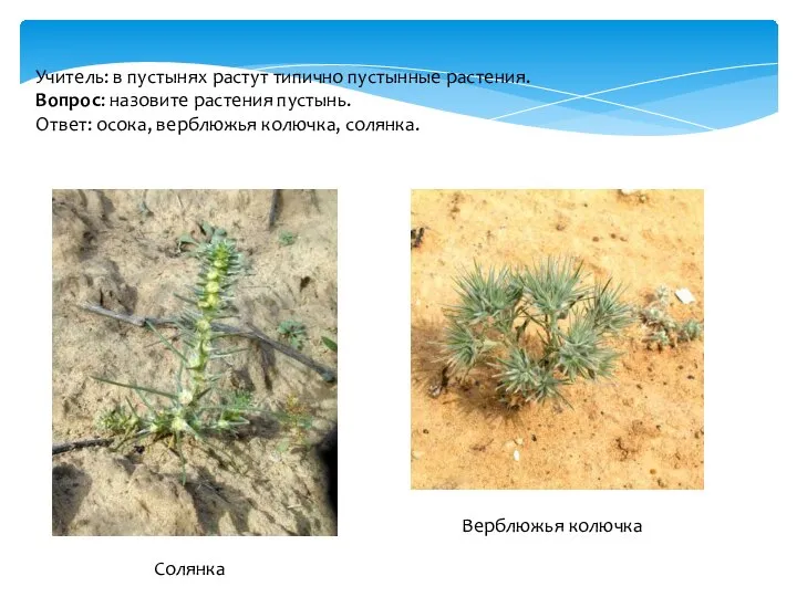 Учитель: в пустынях растут типично пустынные растения. Вопрос: назовите растения пустынь.