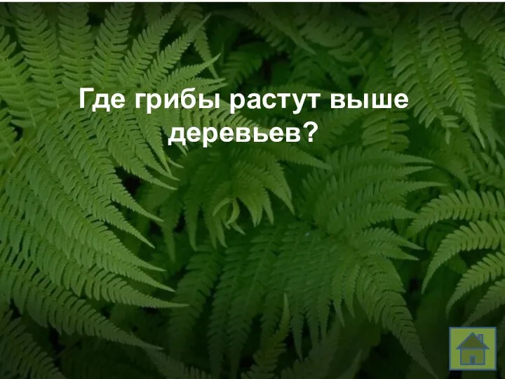 Где грибы растут выше деревьев?